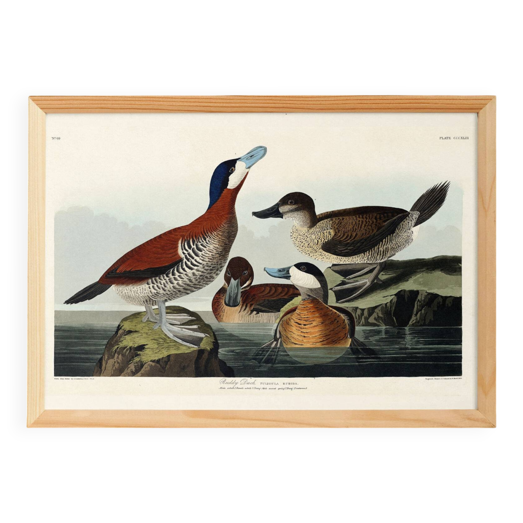 Poster about the red-tailed duck, based on an old engraving from 1827.