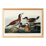 Poster about the red-tailed duck, based on an old engraving from 1827.