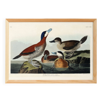 Poster about the red-tailed duck, based on an old engraving from 1827.