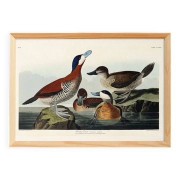 Poster about the red-tailed duck, based on an old engraving from 1827.