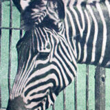 Educational poster Zebra, 1917