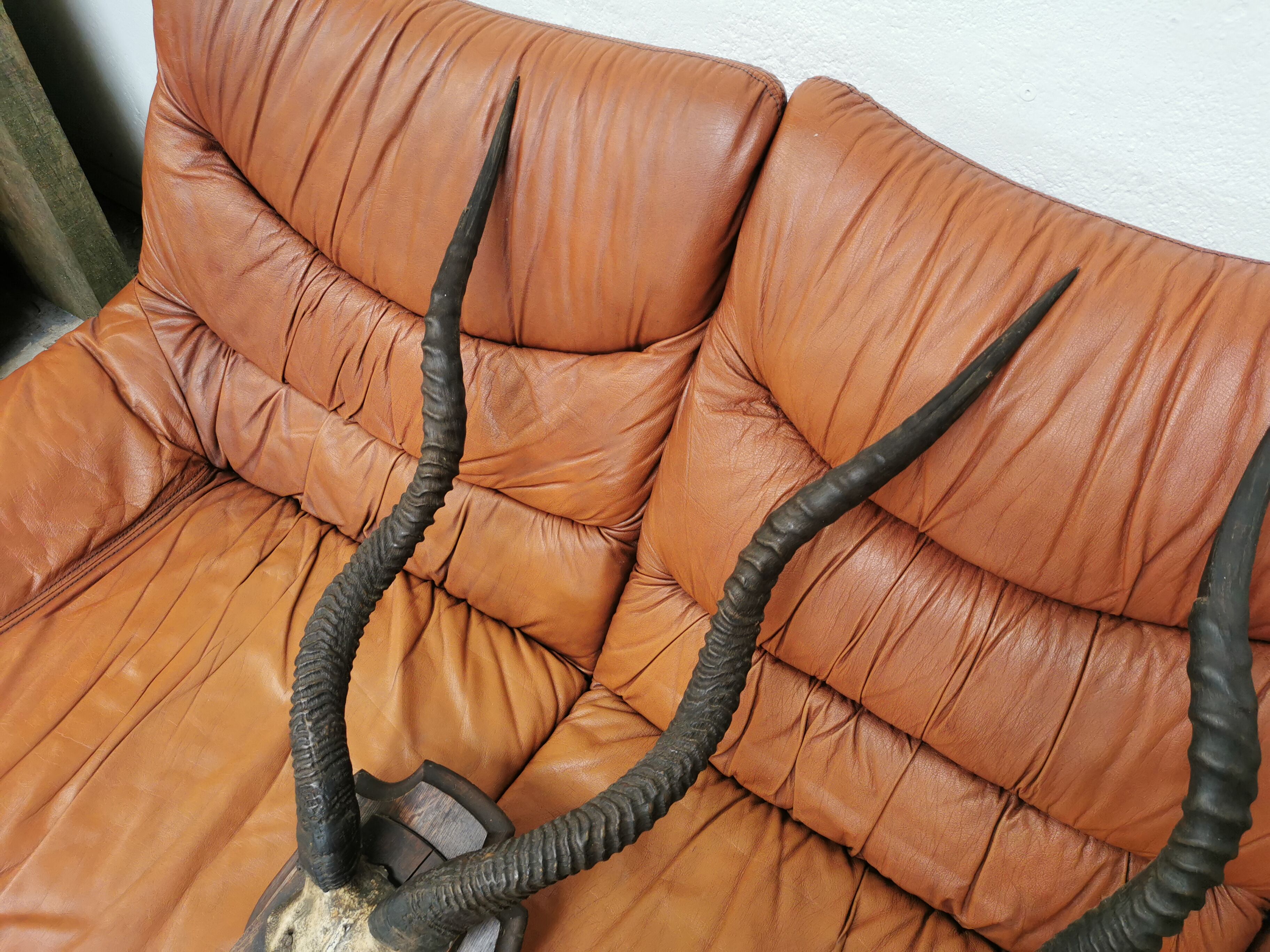 Pair of hunting trophy horn oryx antelope