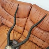 Pair of hunting trophy horn oryx antelope