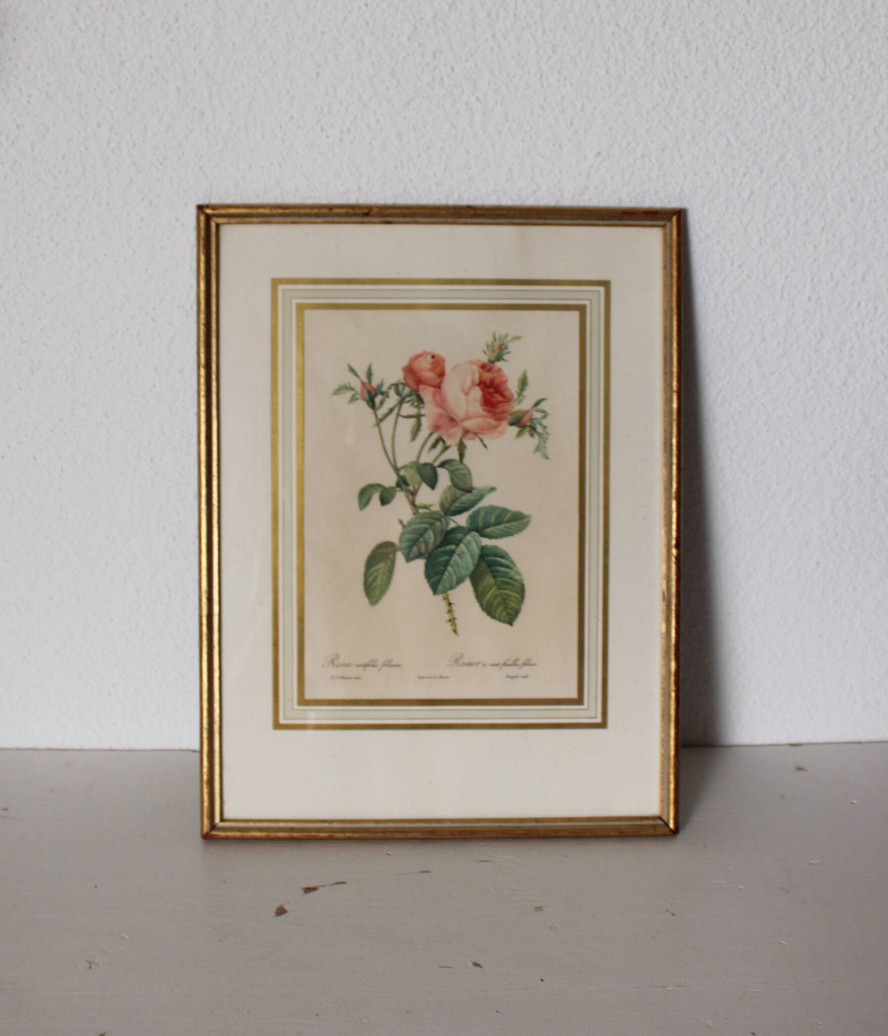 Golden frame botanical illustration