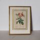 Golden frame botanical illustration