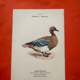 Botanical engraving birds double sided naturalist board