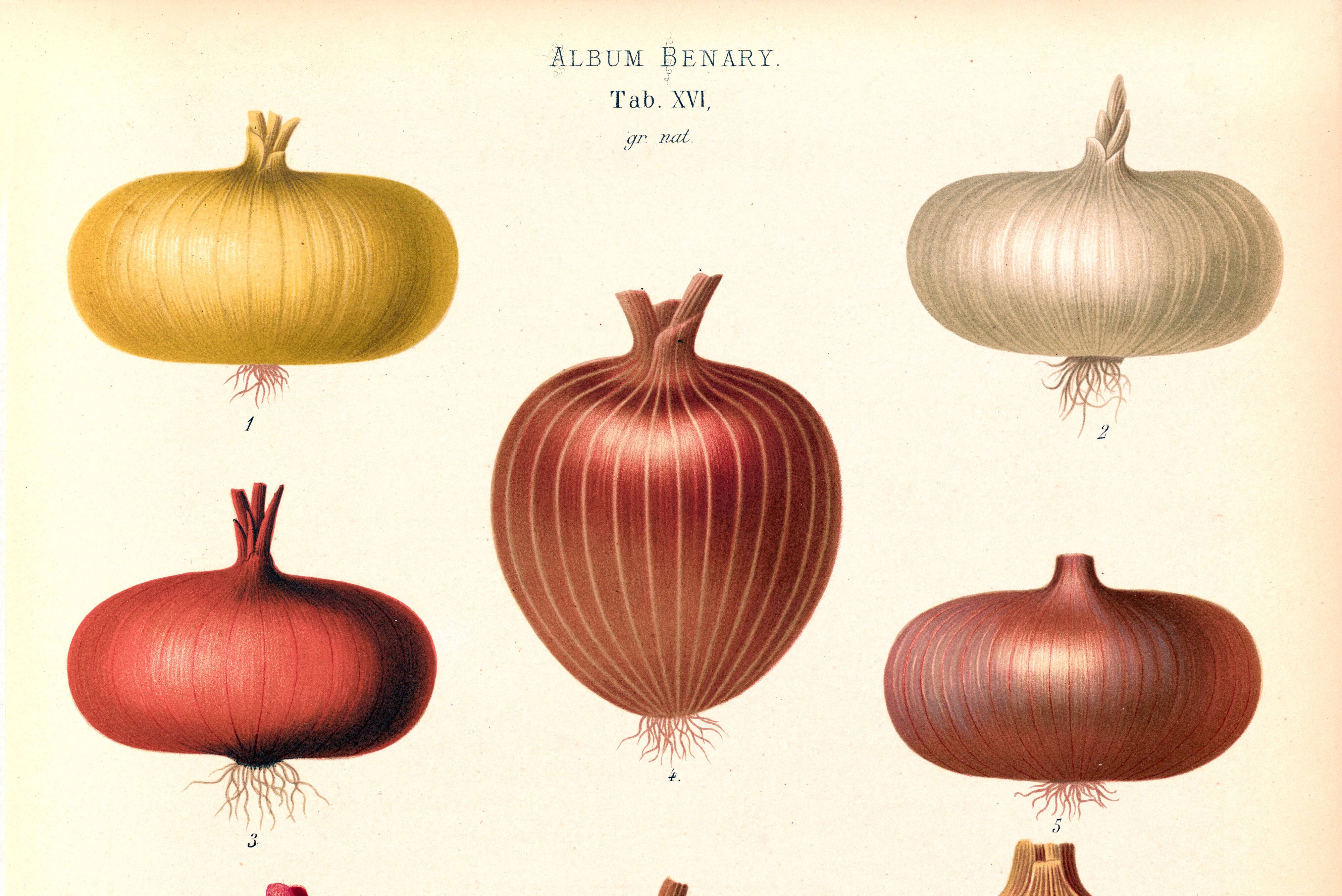 Poster about red onions, based on an old engraving from 1886.
