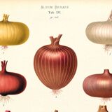 Poster about red onions, based on an old engraving from 1886.