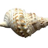 Large decorative shell