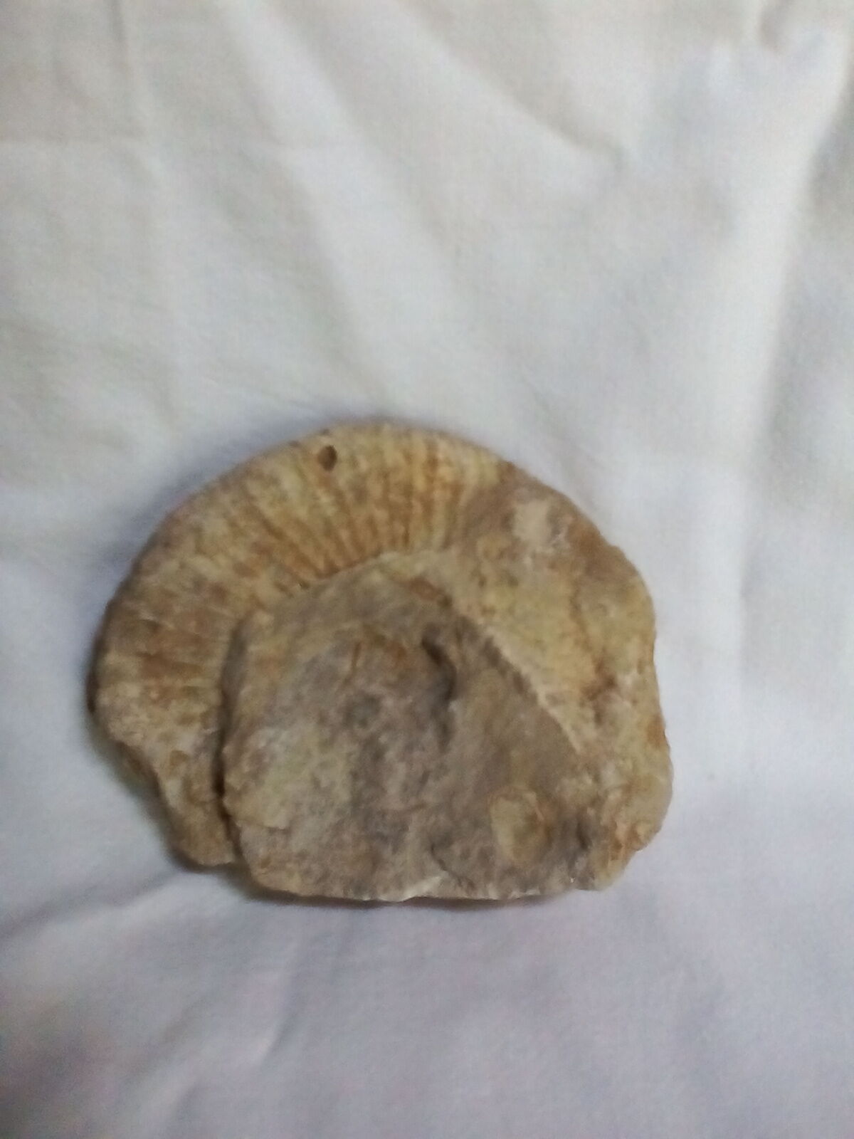 Marine fossils
