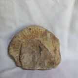 Marine fossils
