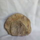 Marine fossils