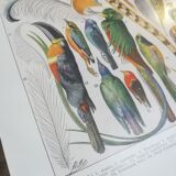 Lithograph on feathers from 1928