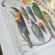 Lithographie sur les plumes de 1928