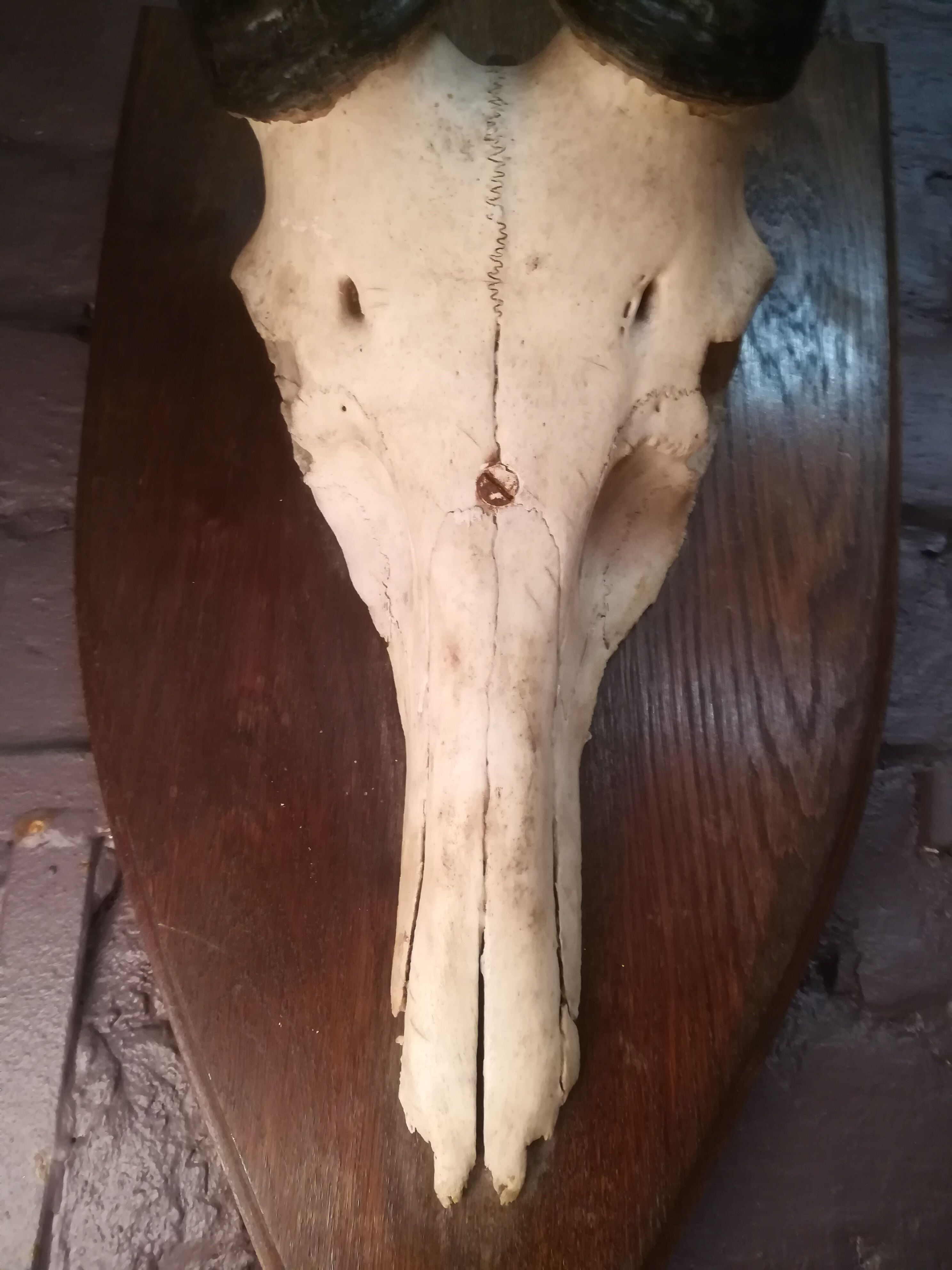 Antelope trophy massacre