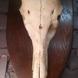 Antelope trophy massacre