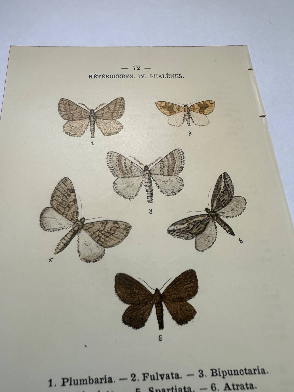 Botanical engraving butterflies double-sided naturalist plate Etching