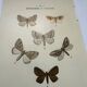 Botanical engraving butterflies double-sided naturalist plate Etching