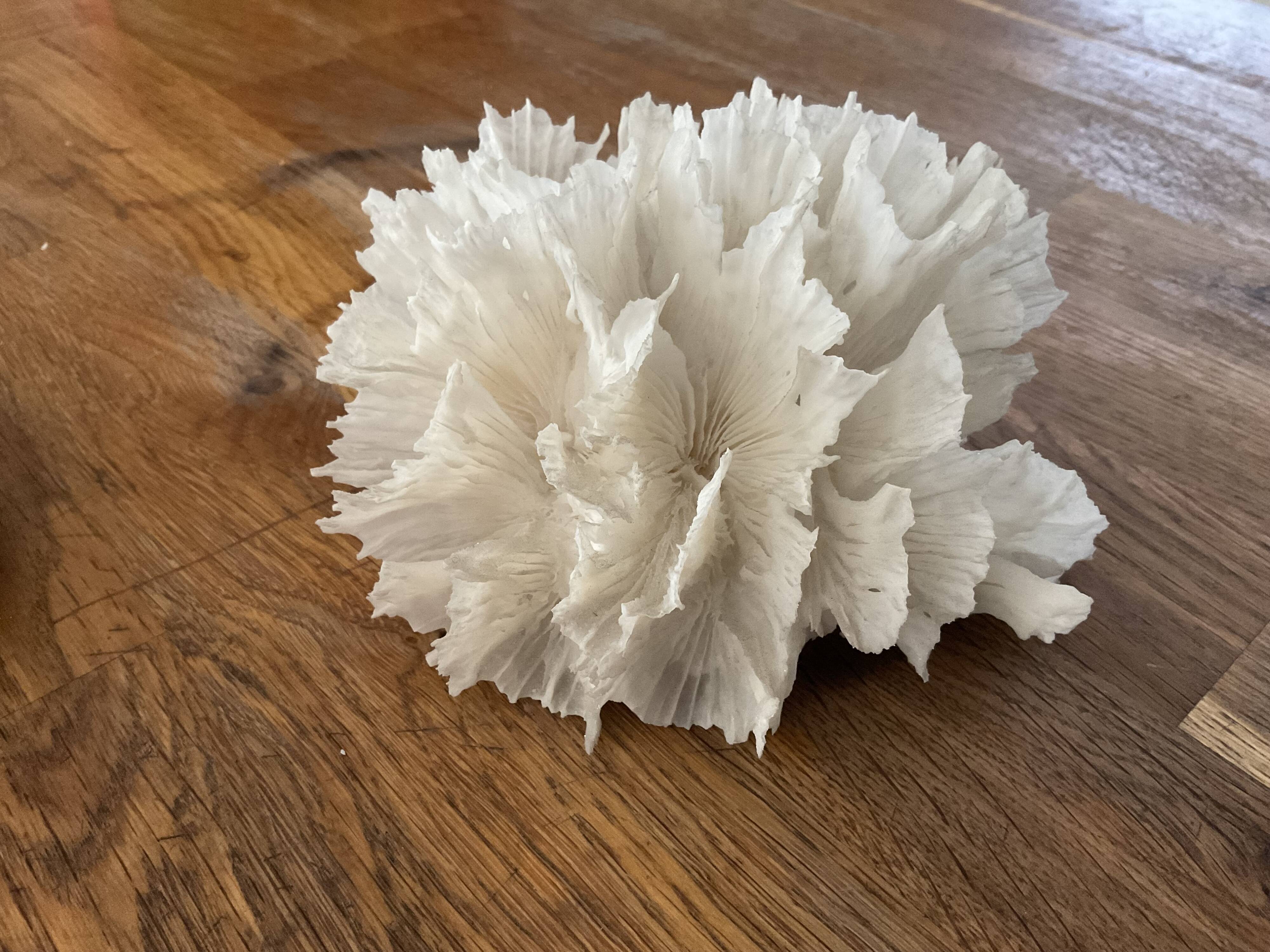 Corail dentelle blanc