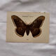 Botanical Plate 1800 Old naturalist engraving 19th century double-sided