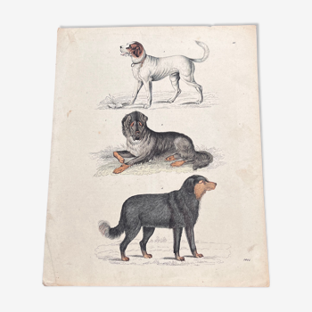 Affiche (lithographie) chiens
