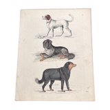 Poster (lithograph) dogs