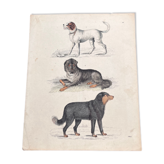 Affiche (lithographie) chiens