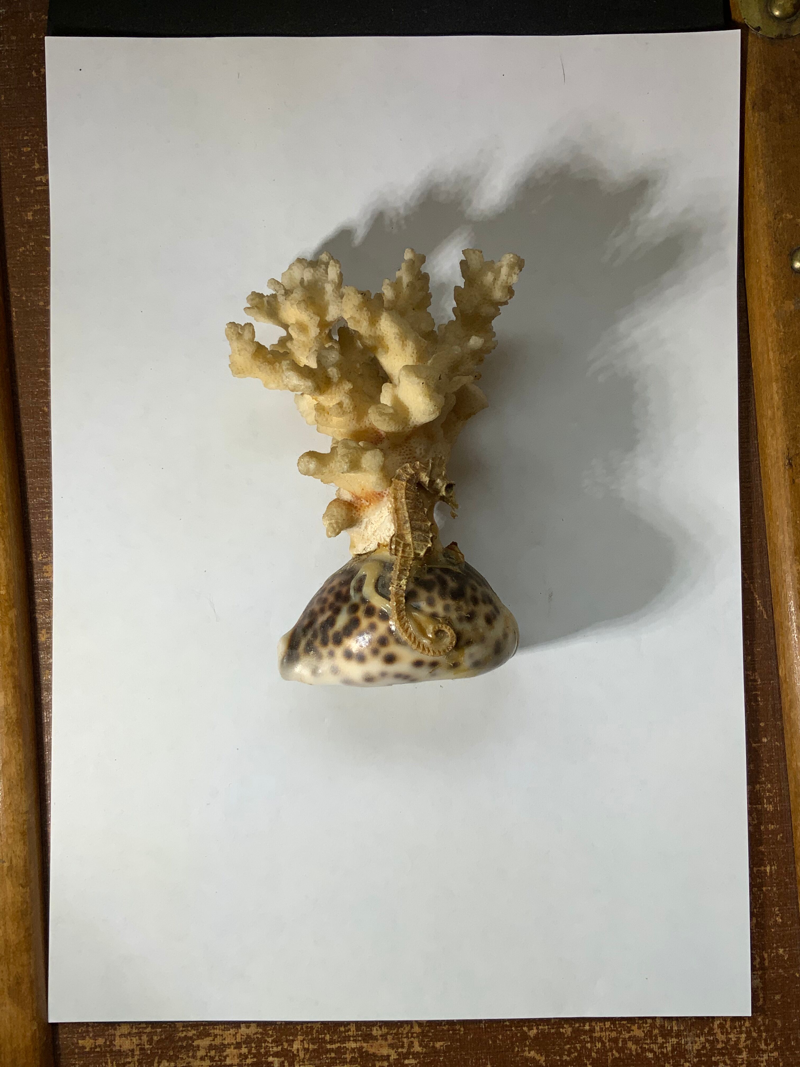 Ancient sculpture coral shell and hyppocampe souvenir vintage pacific