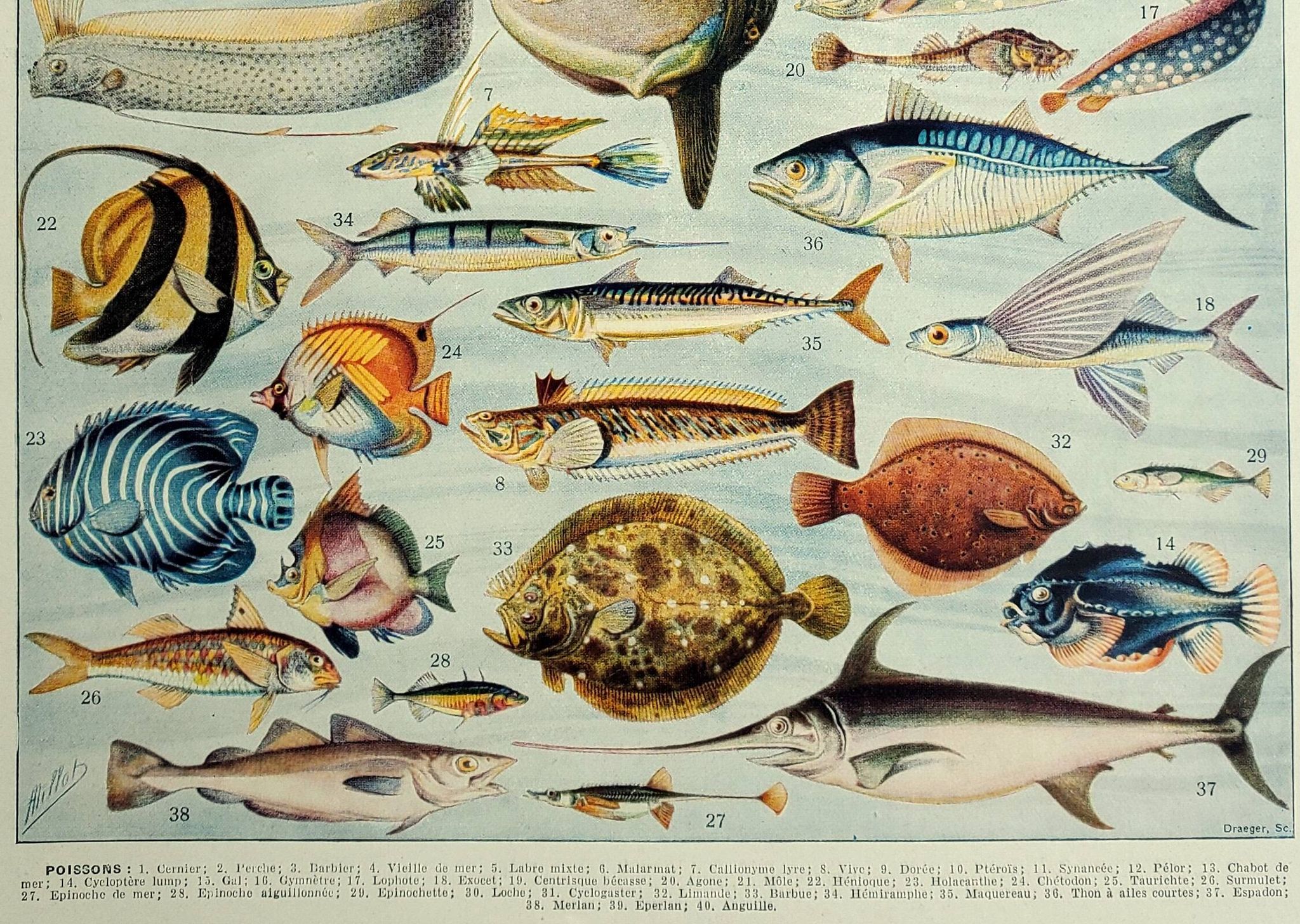 Old engraving 1928, Fish, ocean, marine animals, fauna • Lithograph, Original plate