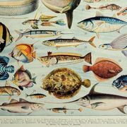 Old engraving 1928, Fish, ocean, marine animals, fauna • Lithograph, Original plate