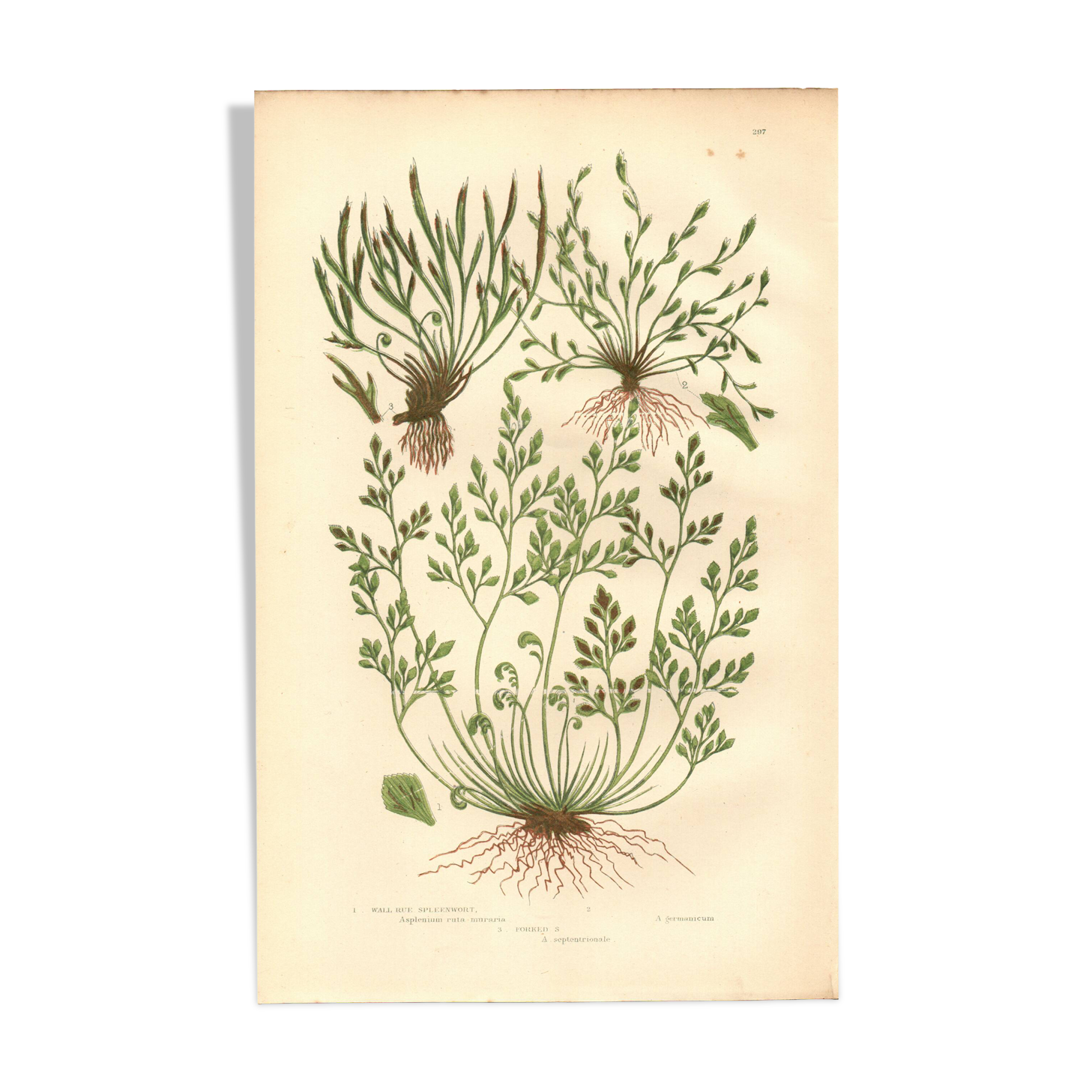 Engraving from 1889 - Hair by A. Pratt - old botanical chromolithograph