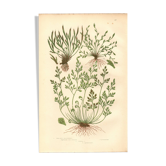Engraving from 1889 - Hair by A. Pratt - old botanical chromolithograph