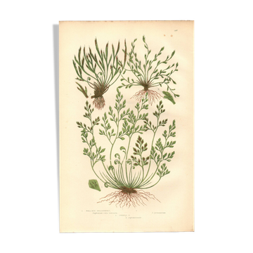 Engraving from 1889 - Hair by A. Pratt - old botanical chromolithograph