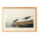 Poster about the Semipalmated Sandpiper, based on an old engraving from 1827.