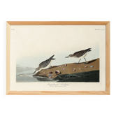 Affiche sur le Bécasseau semipalmé, d’après une gravure ancienne de 1827.