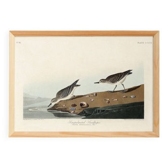 Poster about the Semipalmated Sandpiper, based on an old engraving from 1827.