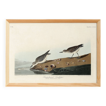 Poster about the Semipalmated Sandpiper, based on an old engraving from 1827.