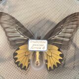 Naturalized butterfly under bulging glass globe Napoleon III