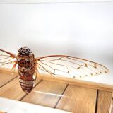 Great inclusion cicada Pomponia