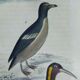 Original ornithological plate " Guillemot - Puffin - &c.. Buffon (1837)