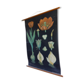 Botanical poster la TULIPE by Jung Koch Quentell, created around 1953 and printed in 1975 on linen canvas in Germany, collector, vintage
