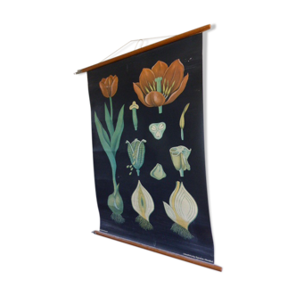 Botanical poster la TULIPE by Jung Koch Quentell, created around 1953 and printed in 1975 on linen canvas in Germany, collector, vintage