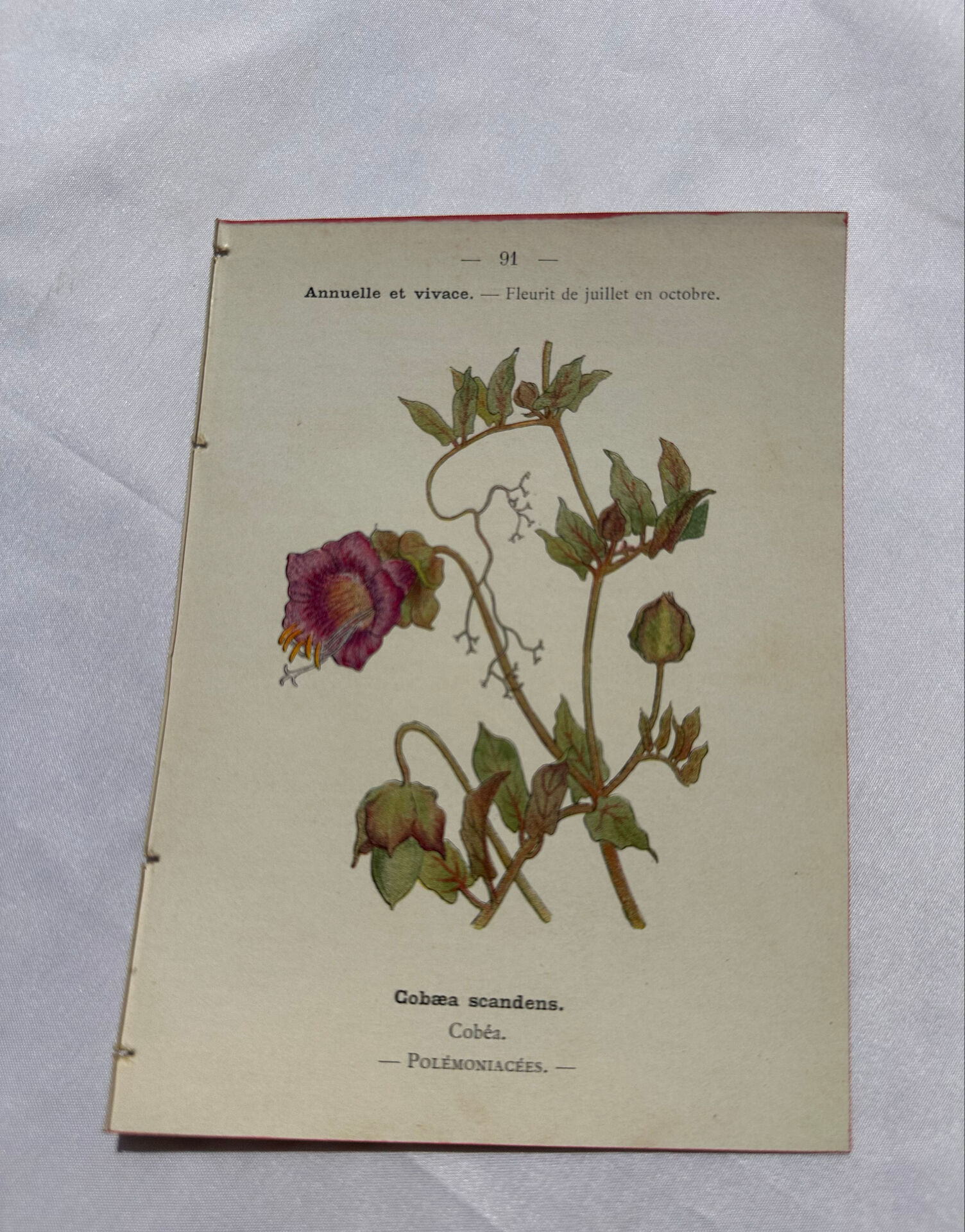 🌿 Botanical Plate Old Naturalist Engraving 19th Century Double-Sided A