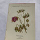 🌿 Botanical Plate Old Naturalist Engraving 19th Century Double-Sided A