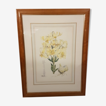 Illustration fleur lilium testaceum lys