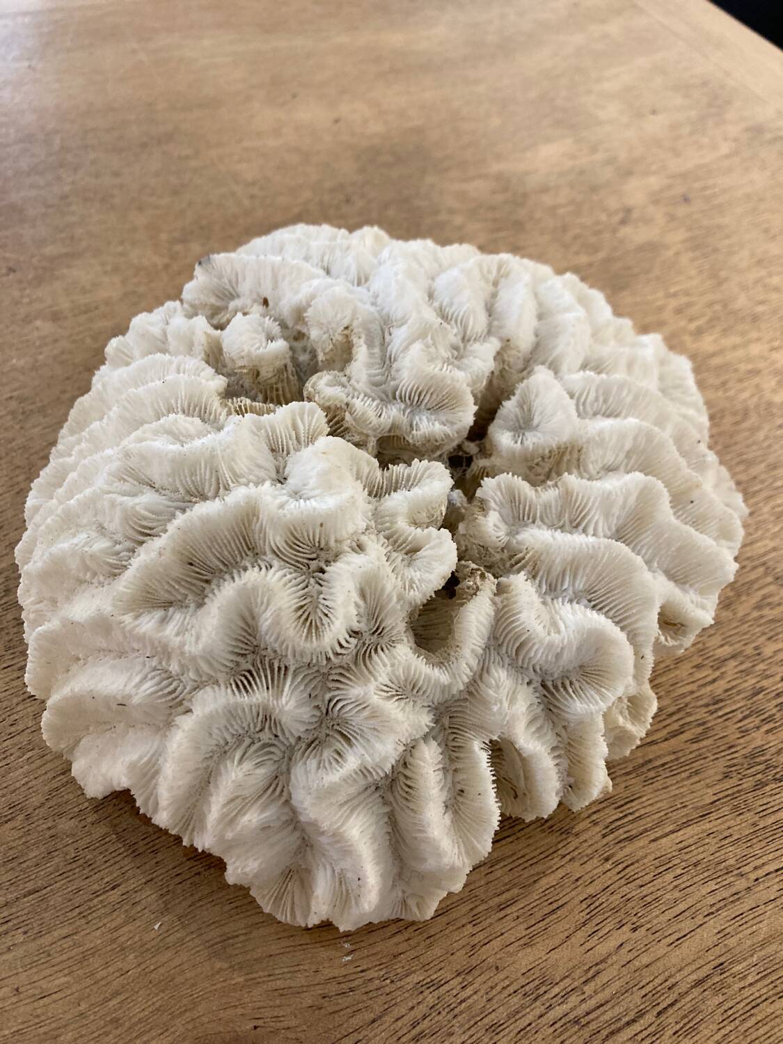 White coral 15cm