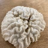White coral 15cm