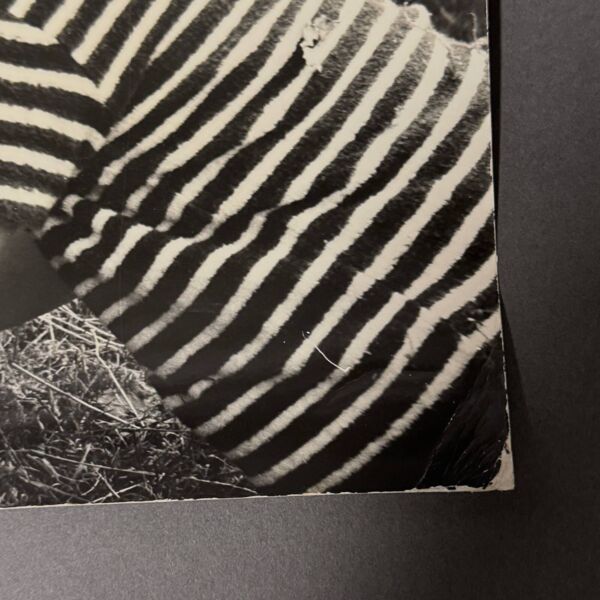 Photo noir et blanc 1960 représentant un enfant et des moutons