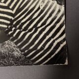 Black and white photo from 1960 depicting a child and sheep.