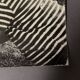 Black and white photo from 1960 depicting a child and sheep.